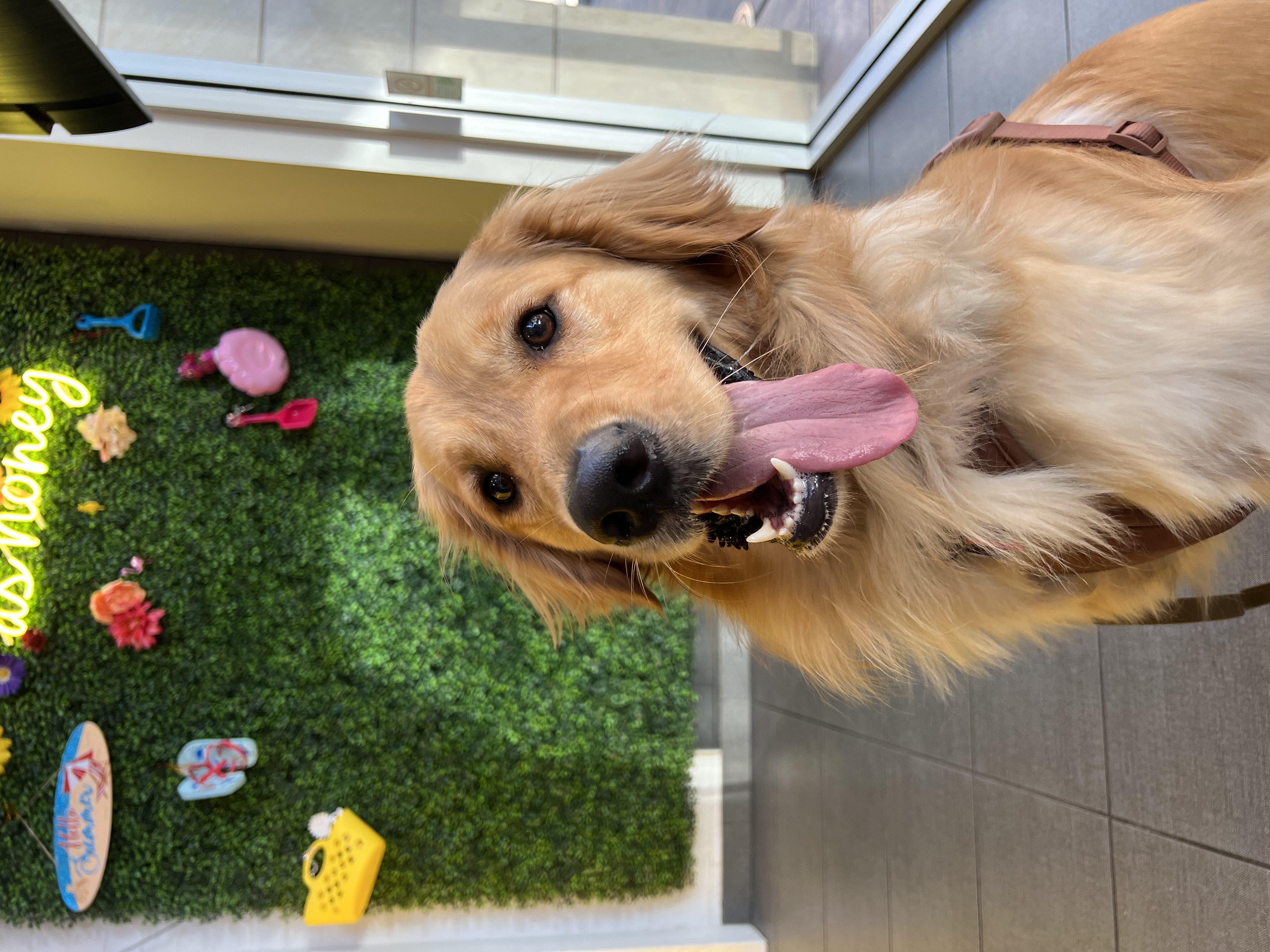 Picture of Chente, a golden retriever, sticking out tongue